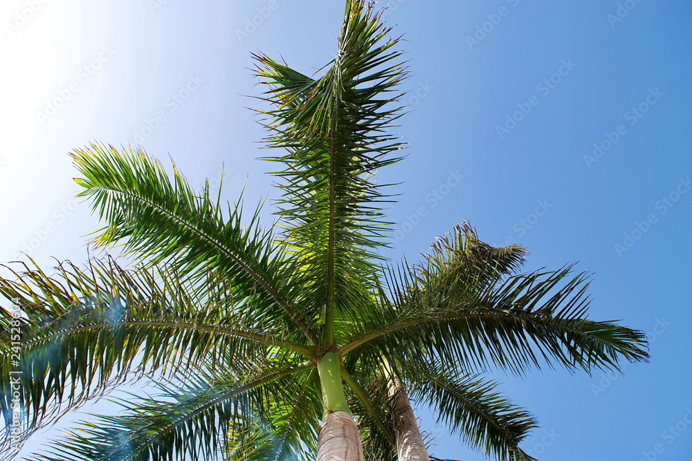 Beautiful palm tree against the blue sky