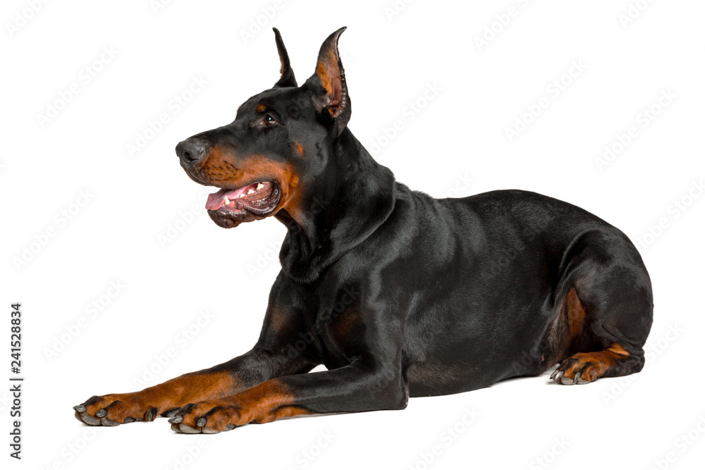 Doberman isolated on white background