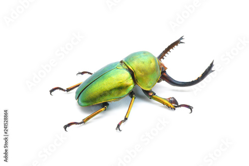 Beetle : Lamprima adolphinae or Sawtooth beetle is a species of stag beetle in Lucanidae family found on New Guinea and Papua. Metallic green beetle, isolated on white background.