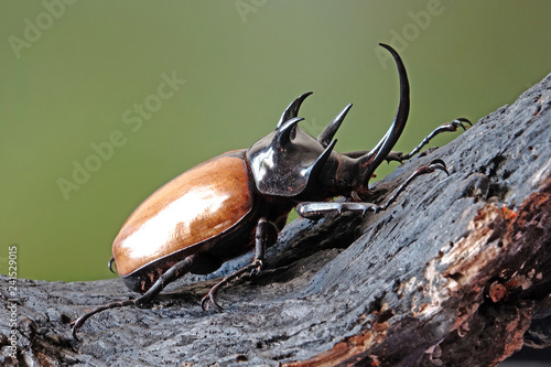 The Five-horned rhinoceros beetle (Eupatorus graciliconis) also known as Hercules beetles, Unicorn or Horn beetles. One of World most famous exotic insects pets. Selective focus, blurred background photo