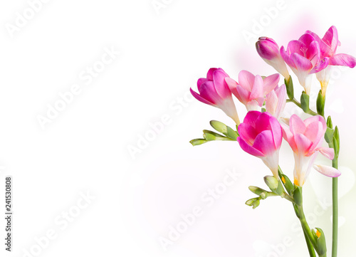 Spring flower isolated on white background. Valentine day 