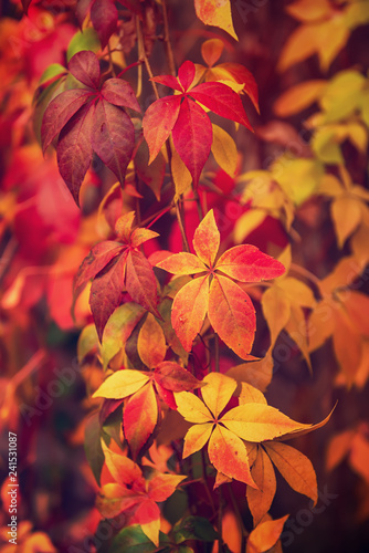 Wild grape red leaves