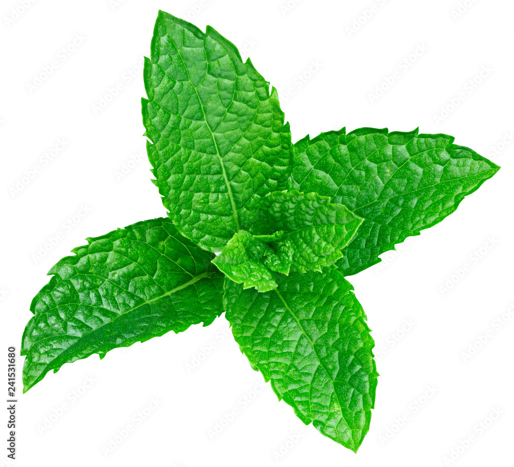 mint leaves isolated mint leaves isolated