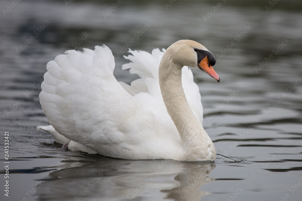Fototapeta premium Höckerschwan