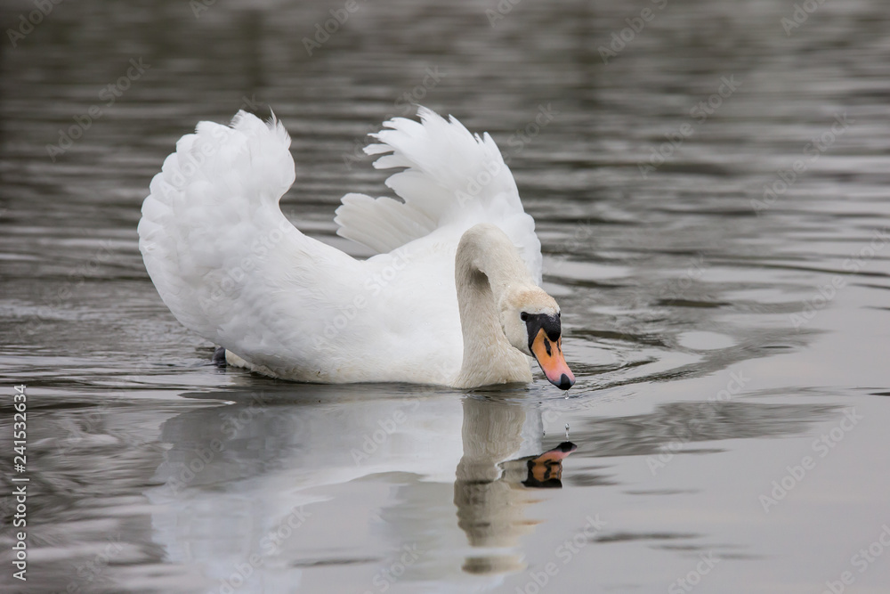 Obraz premium Höckerschwan