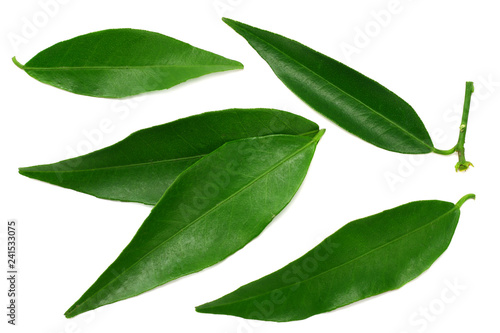 Canvas Print citrus leaves isolated on white background