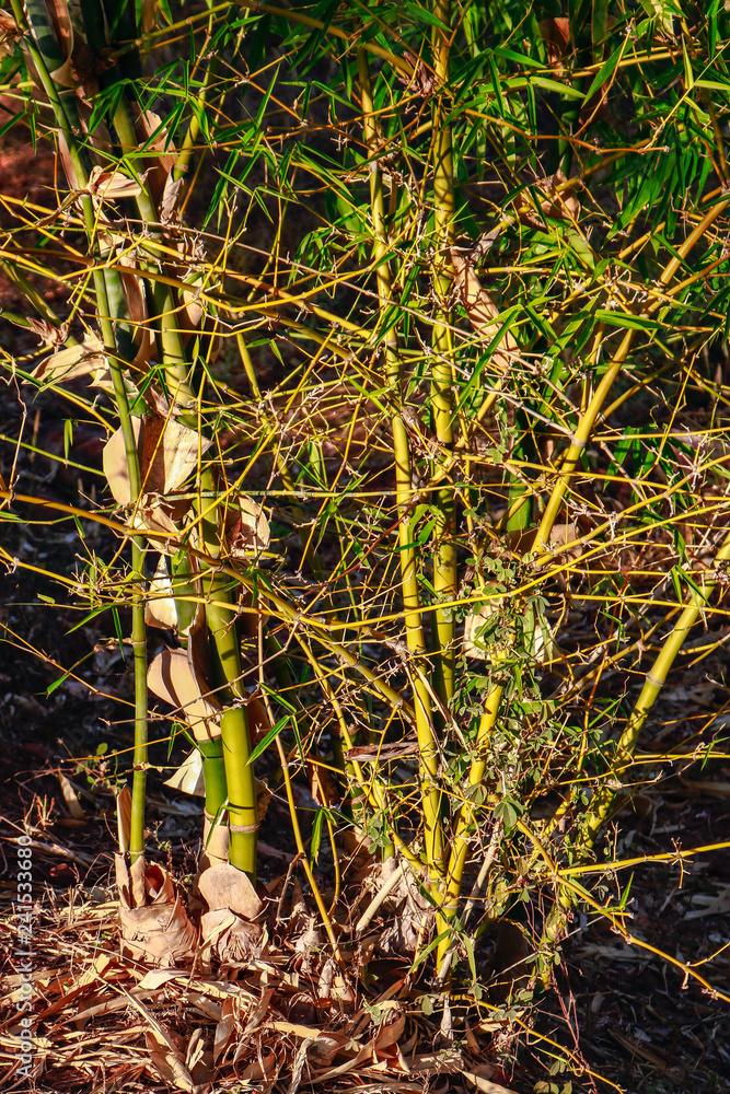 Beautiful scenery of nature