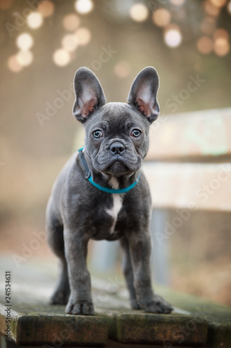 Fototapeta Naklejka Na Ścianę i Meble -  French bulldog puppy on a bench