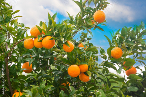 Fresh oranges growing on orange tree