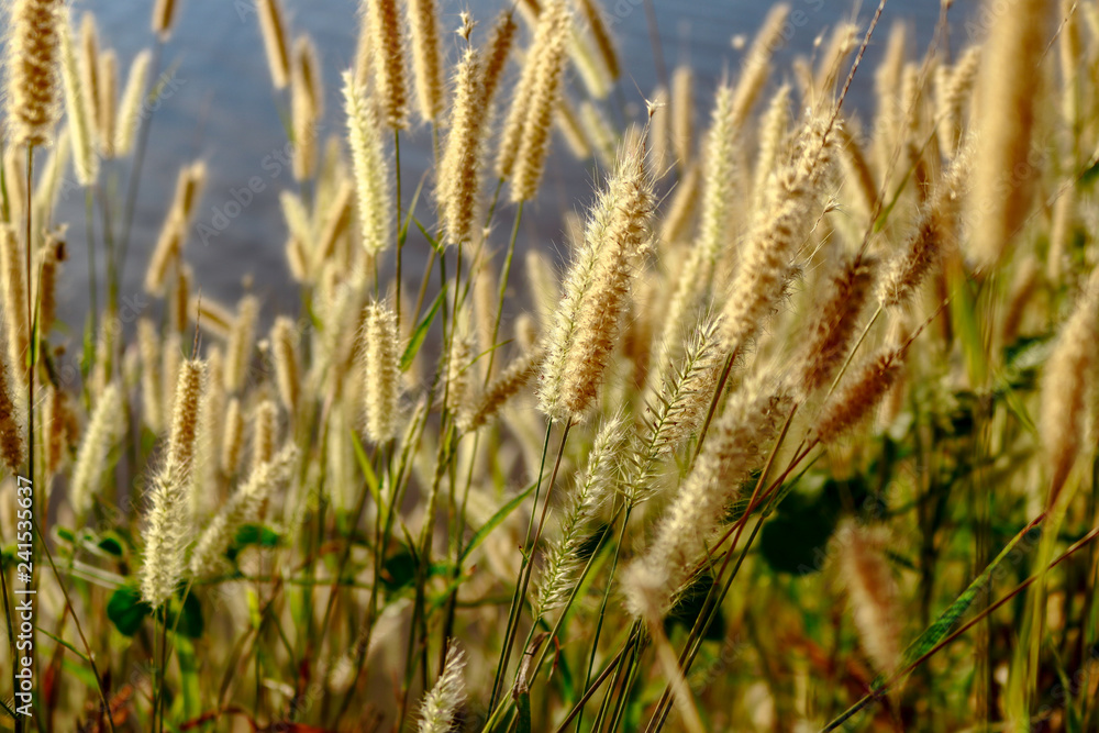 Obraz premium Beautiful scenery of nature