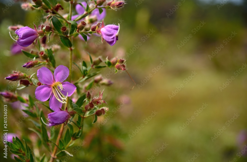 purple flowers in nature on green and yellow background purple flowers in nature on green and yellow background