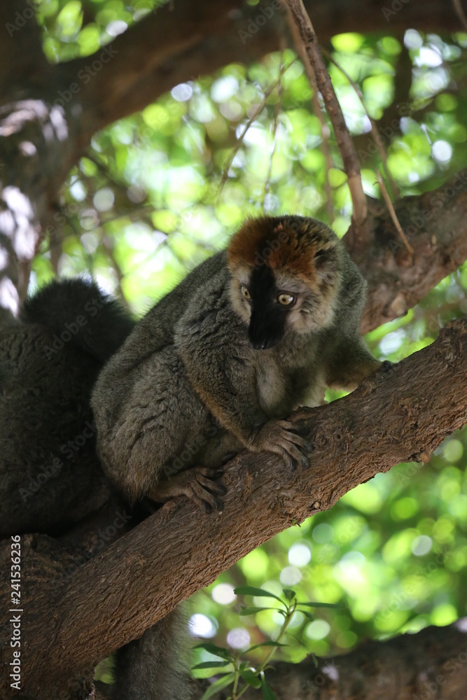 Fototapeta premium fotografias de animales varios 