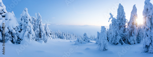 Zimy śnieżny świerkowego drzewa lasu panoramiczny widok