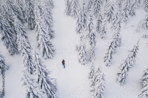 Snowshoes walker in snowy spruce forest