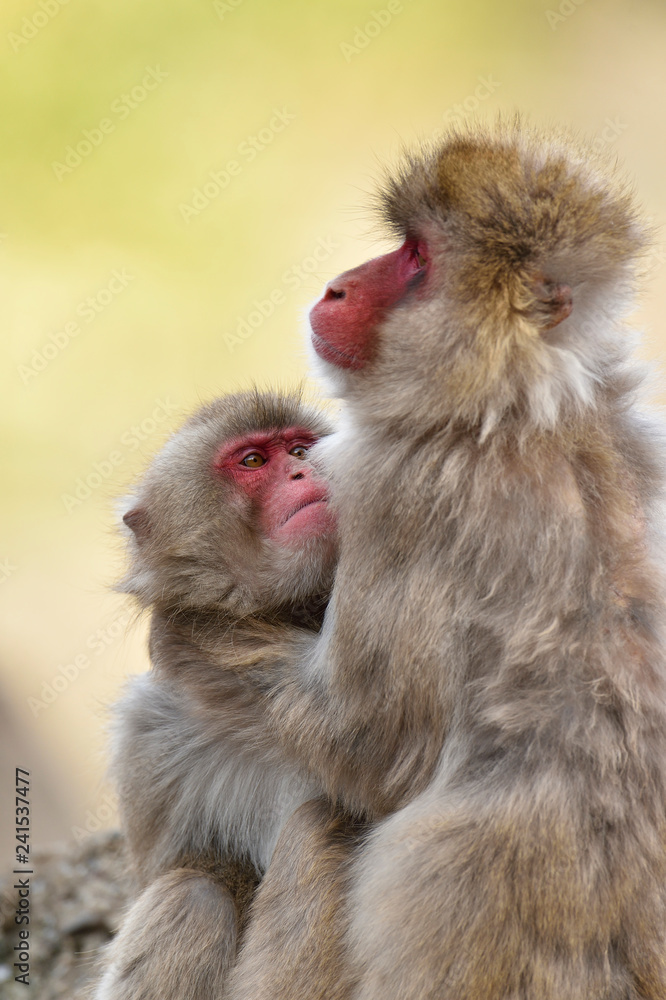 Fototapeta premium The Japanese macaque