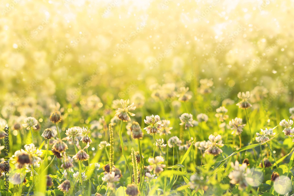 Fototapeta Naturalne tło z koniczyną w słońcu. Poranny krajobraz z koniczyną w rosie