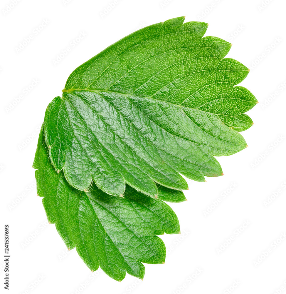 Strawberry leaf isolated on white Strawberry leaf isolated on white