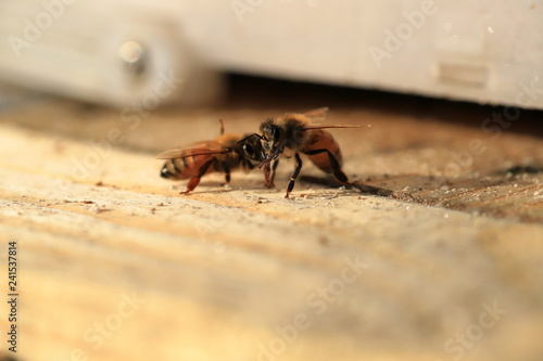 Japanese honey bee
