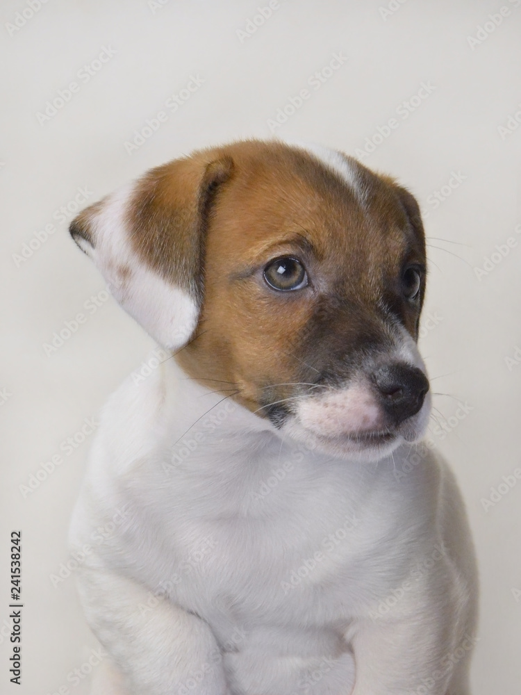 portrait puppy dog breed jack russell terrier 2