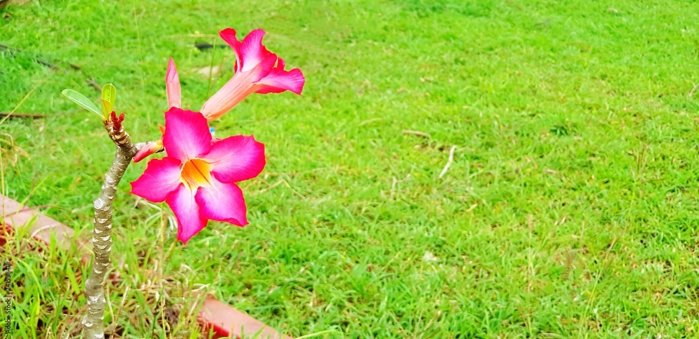 Mock Azalea Beautiful Pink Desert Rose, Mock azalea or Impala Lily tropical flower ...