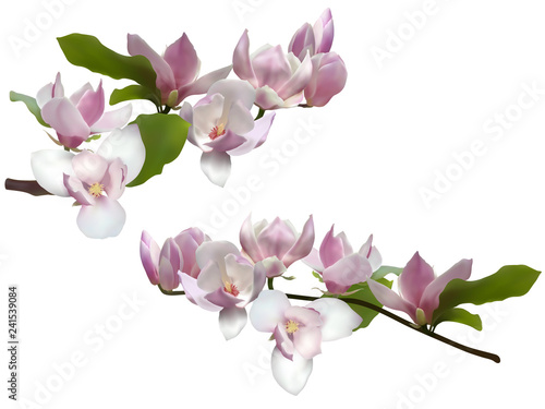 Magnolia branches isolated spring flower blossom vector illustration. Pink blooming tree elements design. Bloom flowers branch on white, vector magnolia tree blossom, pink petals, buds, green leaves.