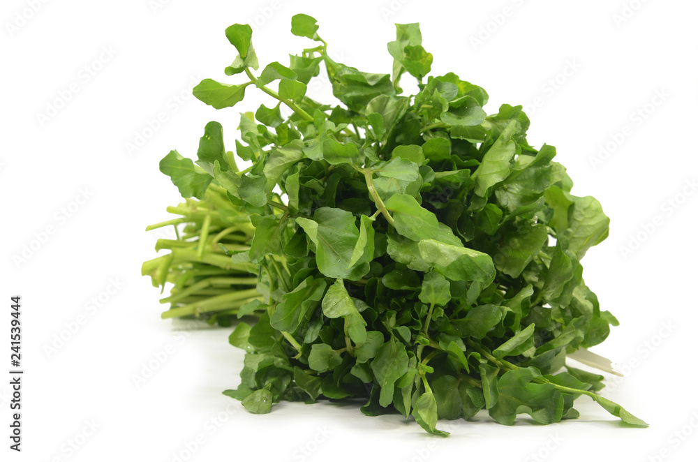 Fototapeta premium Freshly picked organic watercress
