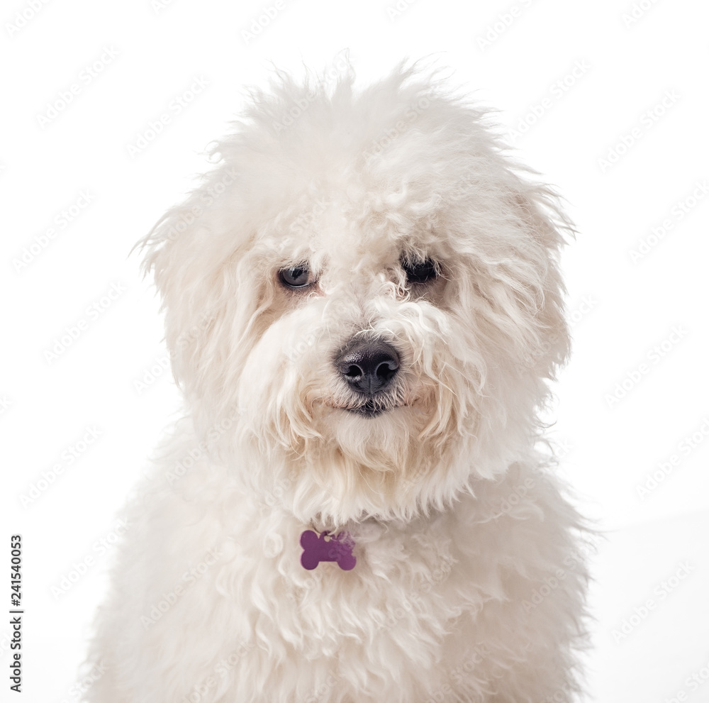 Bichon Frise puppy. Overgrown, not trimmed, without grooming. Bichon is isolated on a white background. White shaggy dog