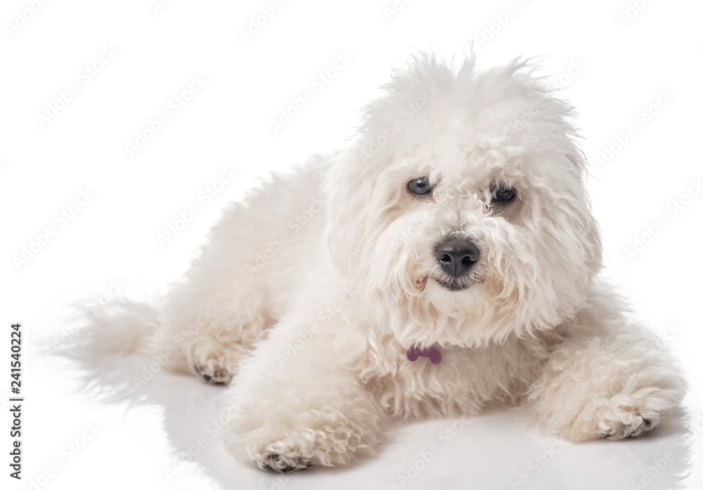 Bichon Frise puppy. Overgrown not trimmed without grooming
