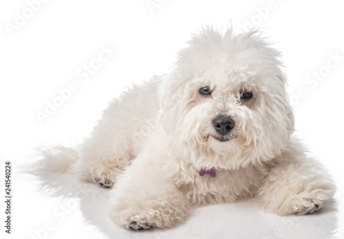 Bichon Frise puppy. Overgrown, not trimmed, without grooming. Bichon is isolated on a white background. White shaggy dog