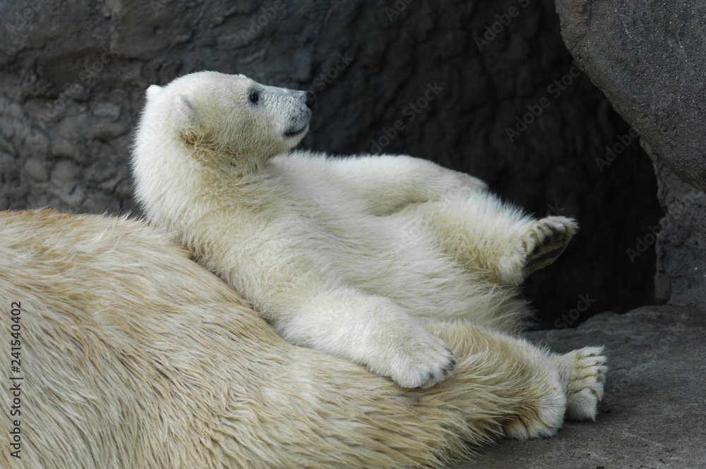 Obraz premium Polar bear cub with his mother