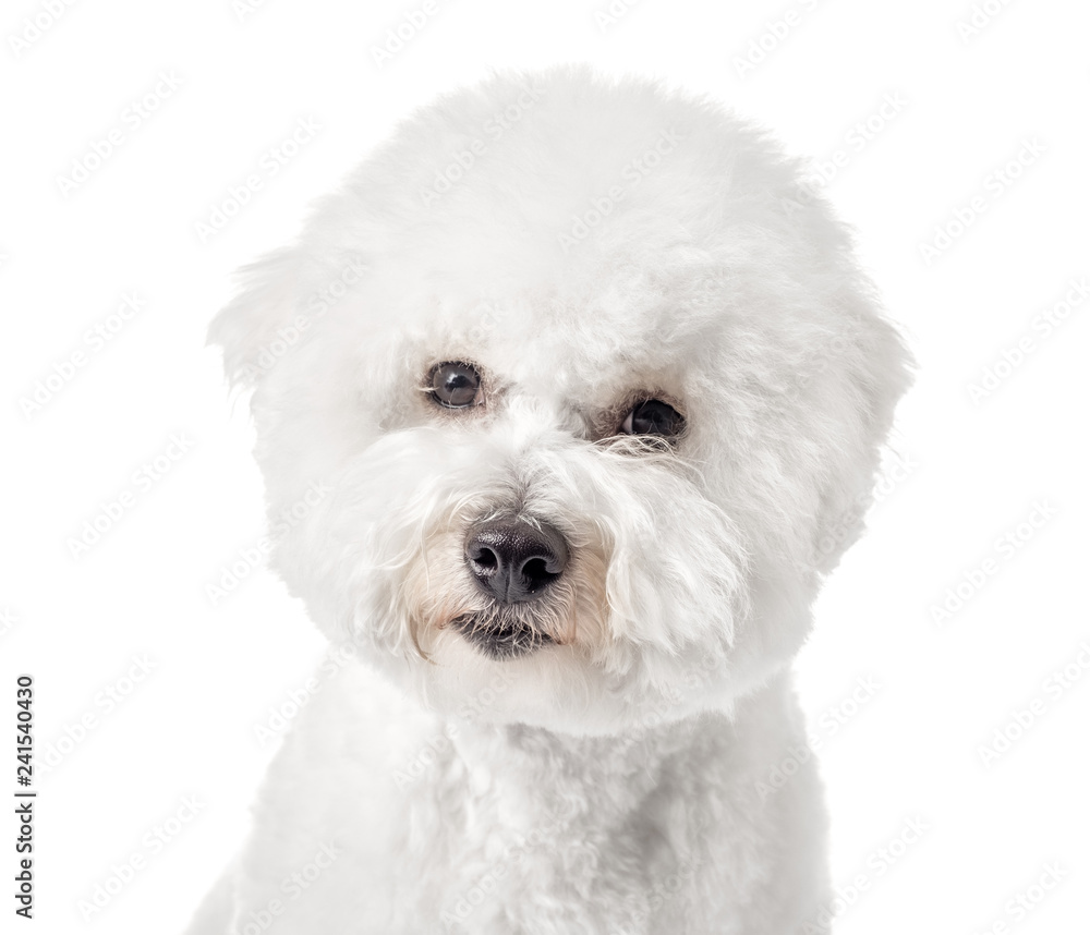 Bichon Frise puppy. Bichon is isolated on a white background. White dog. Bichon after grooming Bichon Frise puppy. Bichon is isolated on a white background. White dog. Bichon after grooming