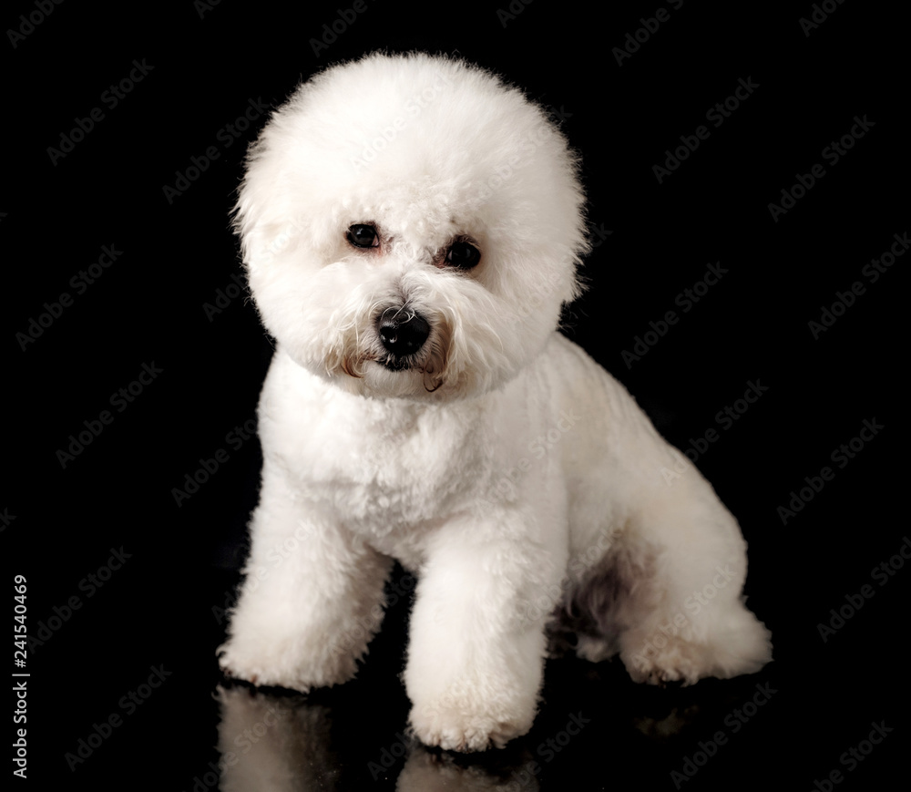 Bichon is isolated on a black background. Bichon Frise puppy. White dog. Bichon after grooming Bichon is isolated on a black background. Bichon Frise puppy. White dog. Bichon after grooming