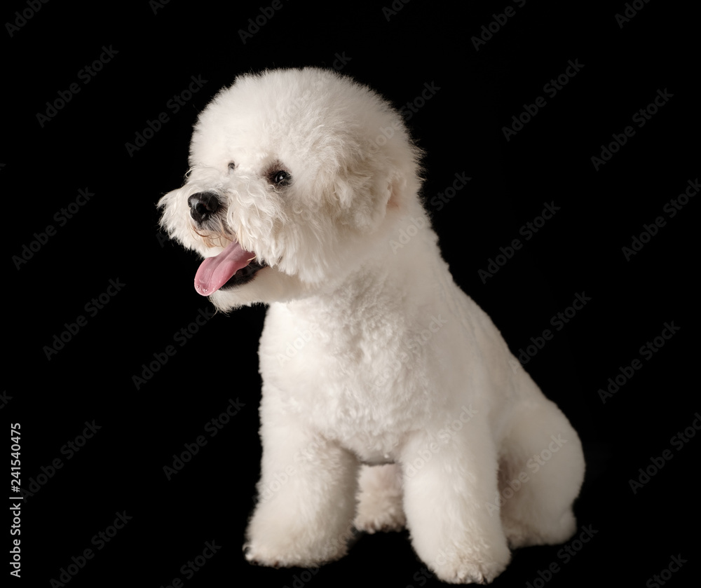 Bichon is isolated on a black background. Bichon Frise puppy. White dog. Bichon after grooming