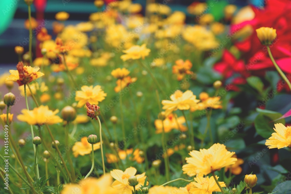 Obraz premium Yellow flower background texture, Natural background