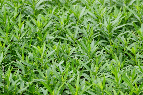 Green leaves background texture, Natural background