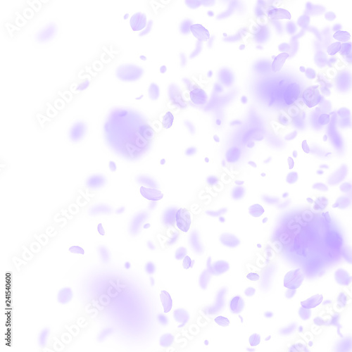 Violet flower petals falling down. Fascinating rom