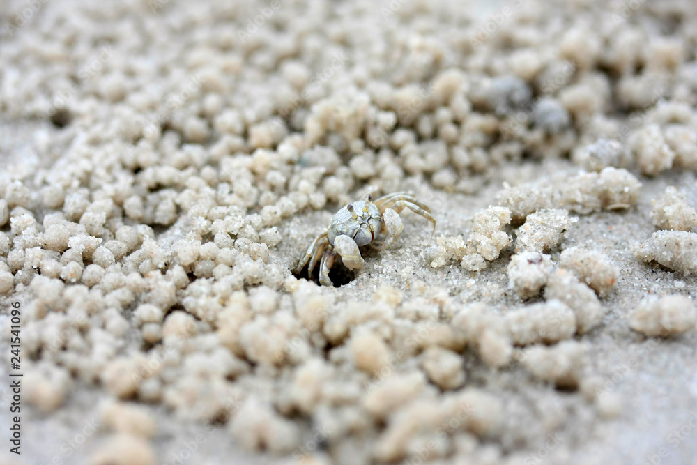 a small crab hole