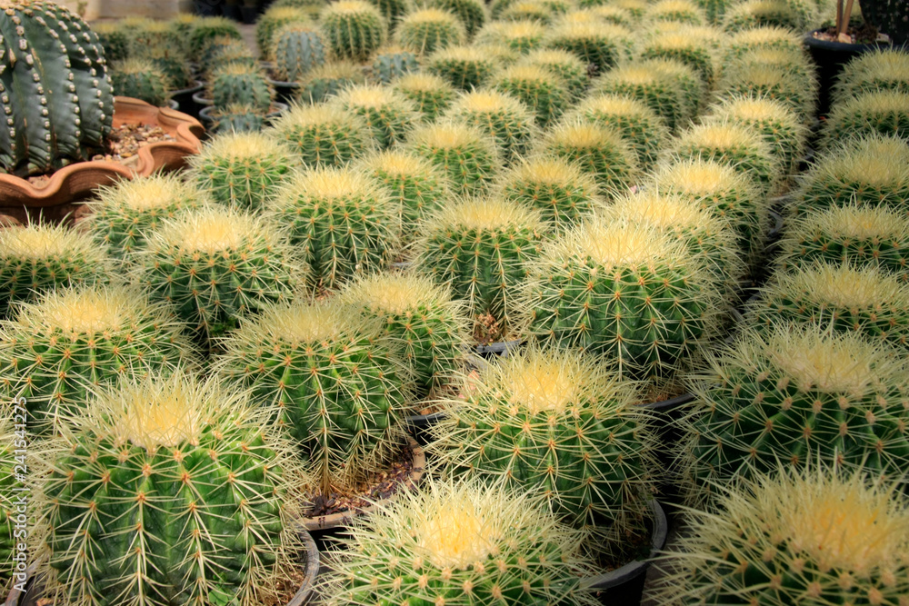 cactus cactus