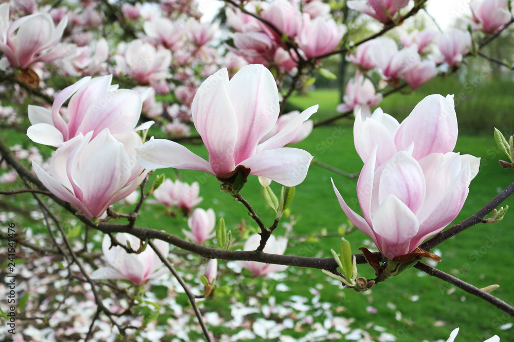pink magnolia tree blossom