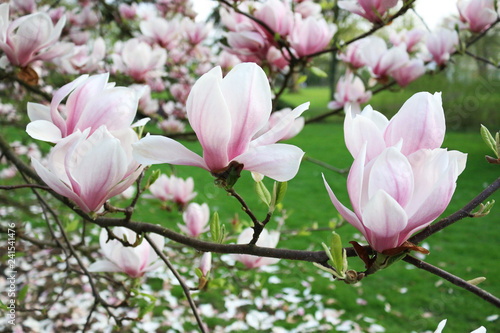 pink magnolia tree blossom © putchen