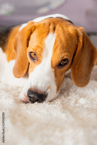 Beagle dog tired sleeps on a white carpet floor