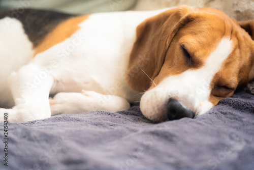 Beagle dog tired sleeps on a cozy sofa, couch © Przemyslaw Iciak