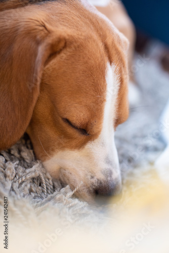 Beagle dog tired sleeps on a carpet floor
