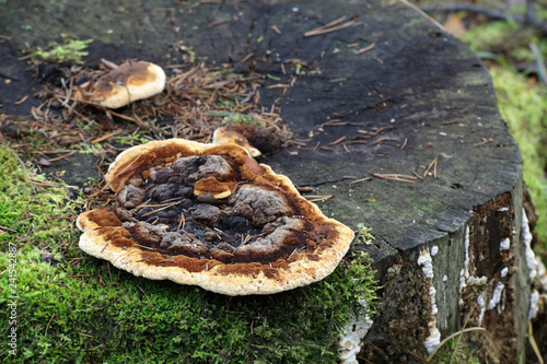 Anise mazegill, a brown rot fungus, Gloeophyllum odoratum photo