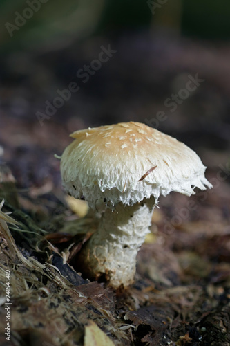 Scalycap mushroom, Pholiota populnea photo