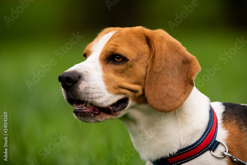 Portrait of Beagle dog outdoors in nature