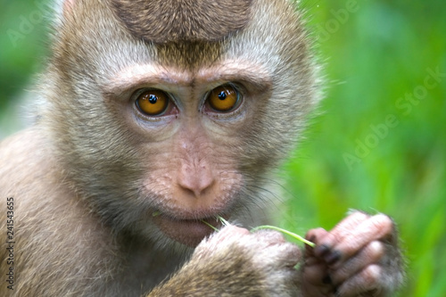 Photography Thai monkey (Macaque) chewing on grass.