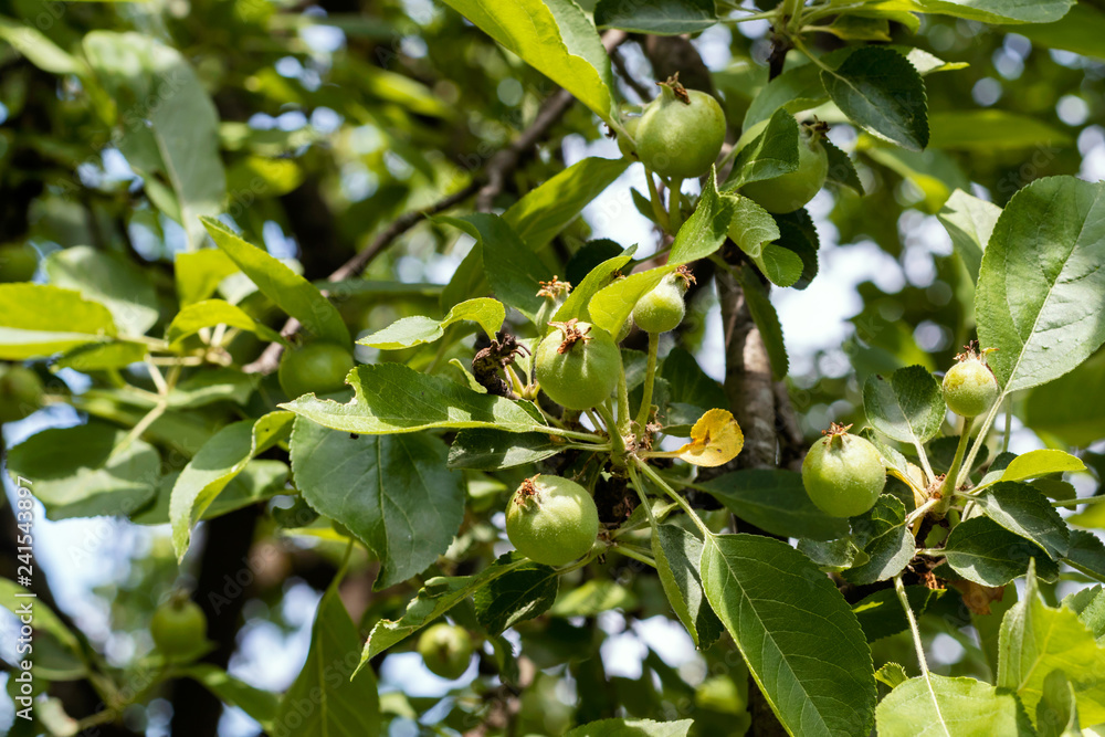 Unripe green fruits on apple tree in garden. Concept of vegetarianism, health, longevity.
