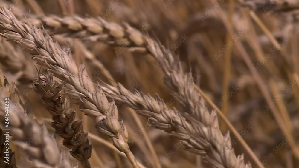 Harvest of ripe wheat by a sunny day, grain-growing, plants, meal, bread, barley, sky, stems of plant, farm, growing Harvest of ripe wheat by a sunny day, grain-growing, plants, meal, bread, barley, sky, stems of plant, farm, growing