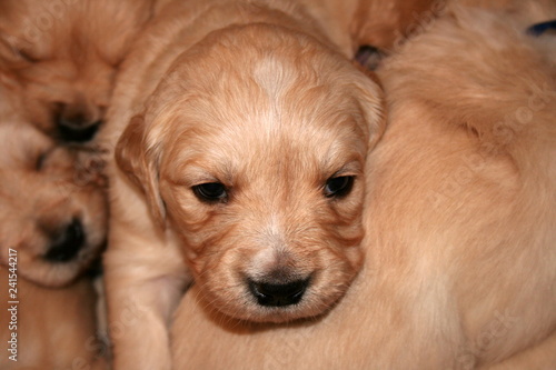 newborn golden retriever puppy © Robirensi